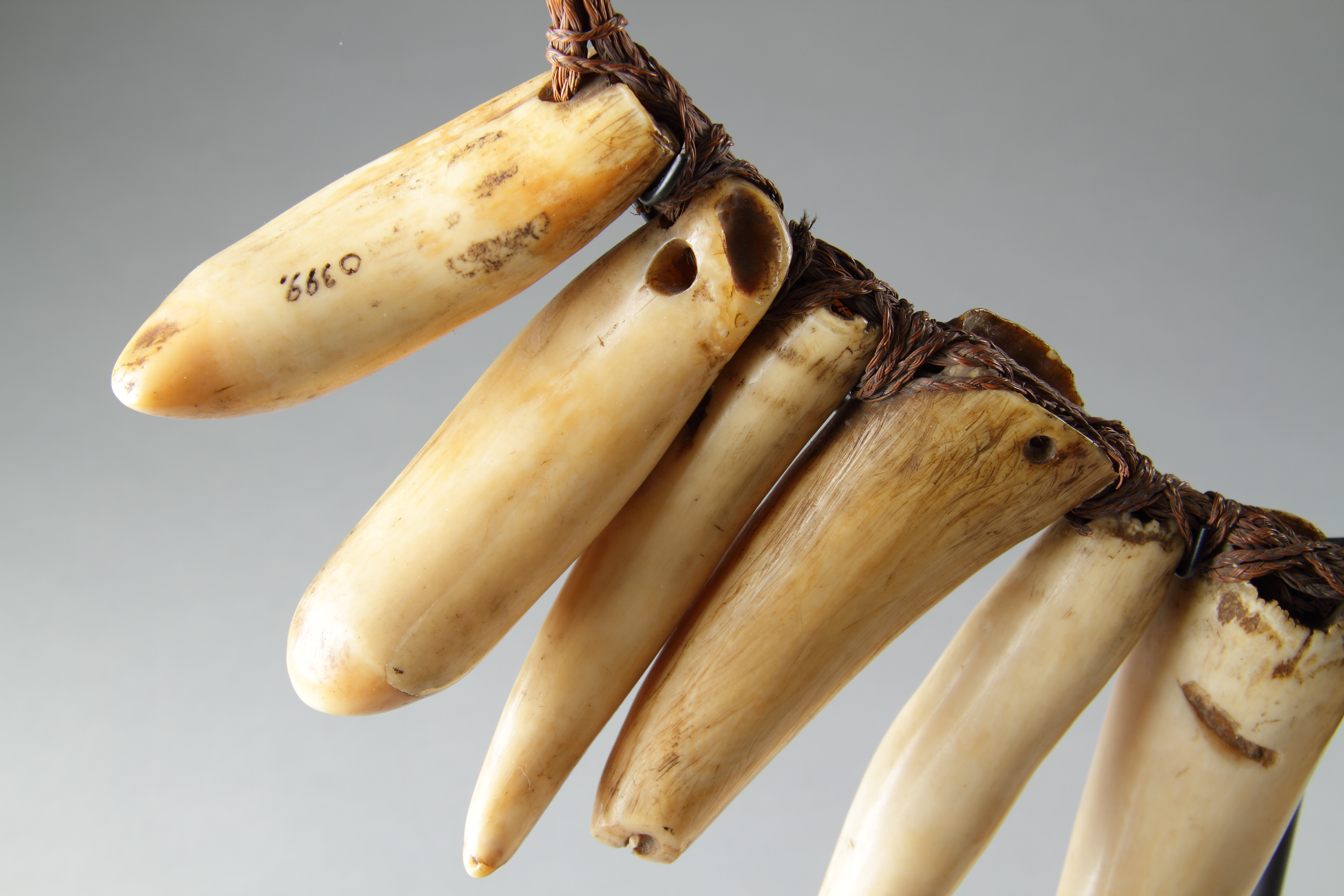 Rare Early Fijian Sperm Whale Tooth Necklace ‘Vuasagale’
